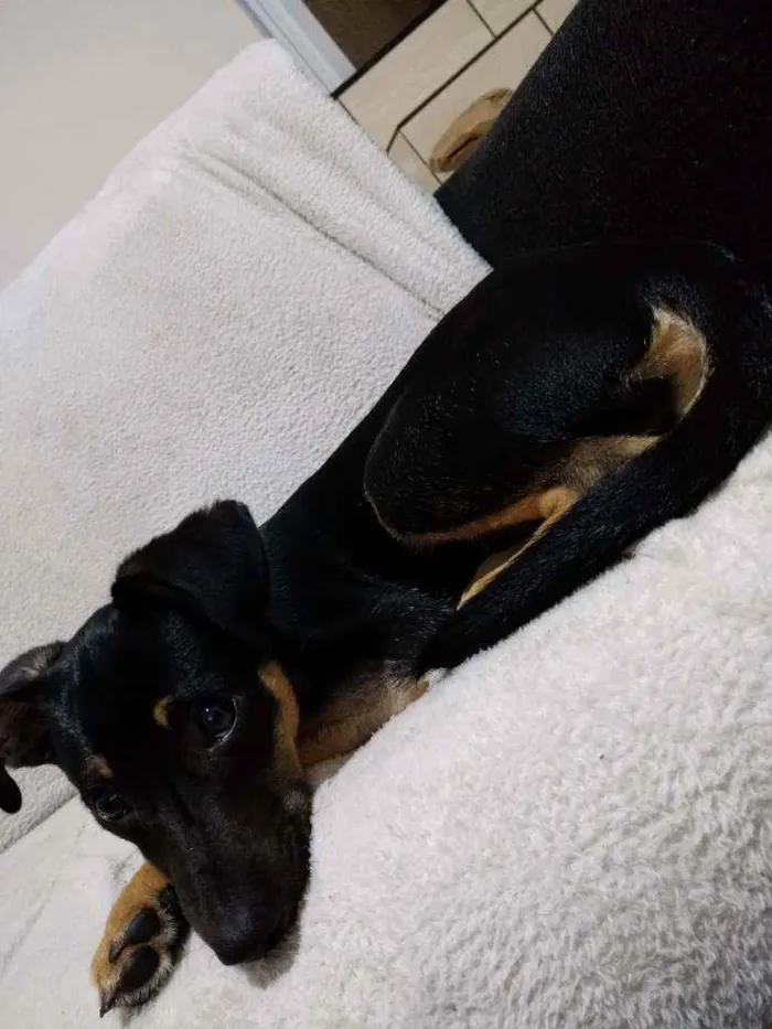 Cachorro ra a Vira lata  idade 2 a 6 meses nome Tchozen 