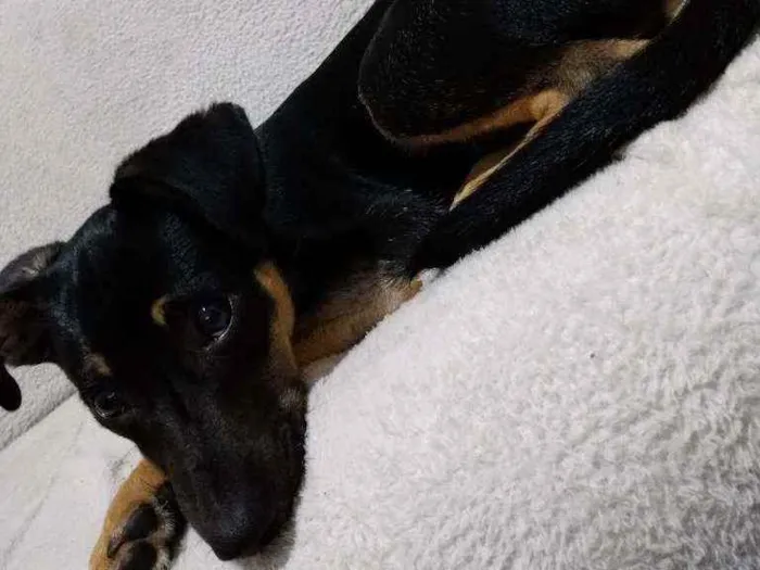 Cachorro ra a Vira lata  idade 2 a 6 meses nome Tchozen 
