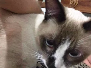 Gato raça Sem raça definida  idade 2 anos nome Tunico 