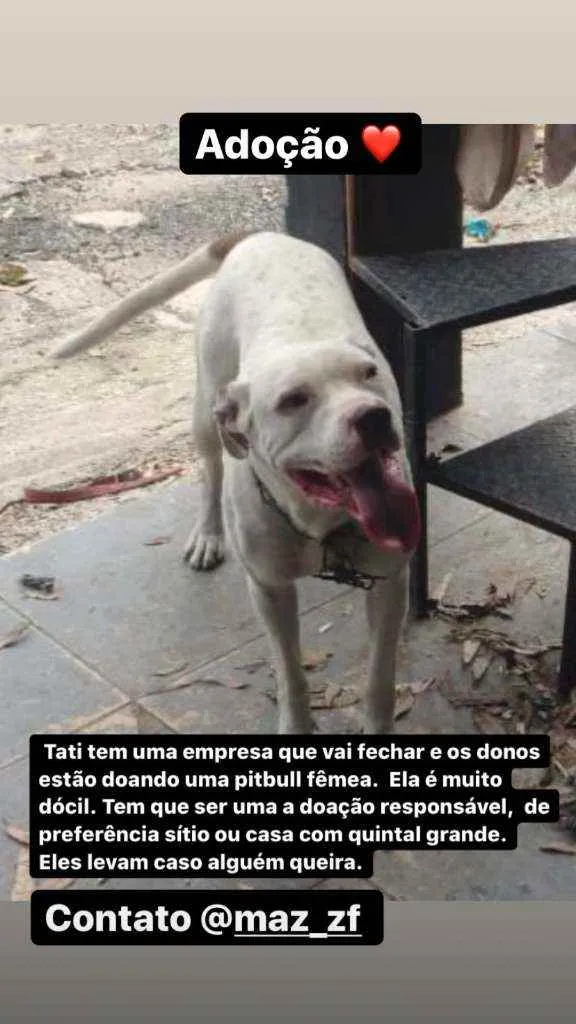 Cachorro raça Pit Bull  idade 1 ano nome Neguinha