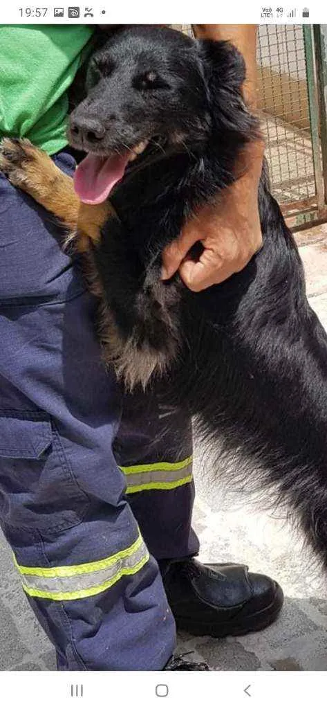 Cachorro raça Mestiça pastor capa preta  idade 3 anos nome Samanta 