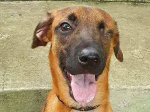 Cachorro raça Vira lata  idade 7 a 11 meses nome Wazowski