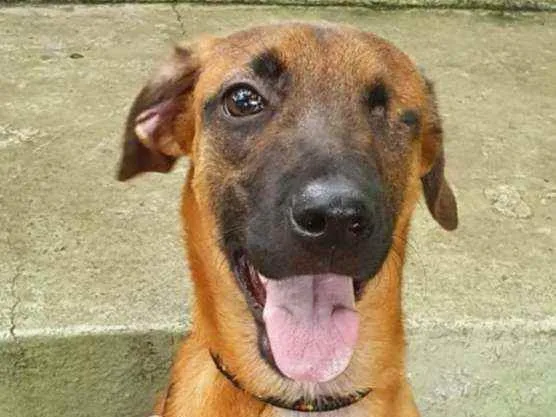 Cachorro raça Vira lata  idade 7 a 11 meses nome Wazowski