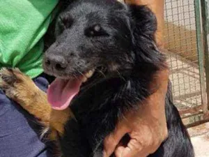 Cachorro raça Mestiço pastor capa preta idade 3 anos nome Samanta