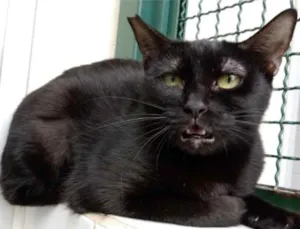 Gato raça Vira lata  idade 2 anos nome Tita