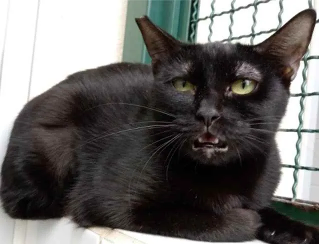 Gato raça Vira lata  idade 2 anos nome Tita