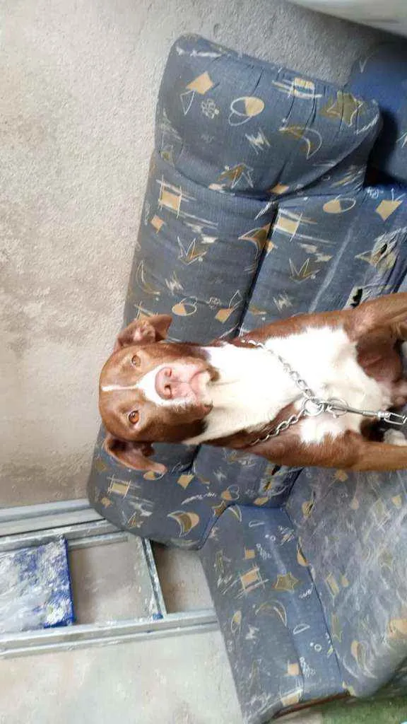 Cachorro raça Srd idade 3 anos nome Zay