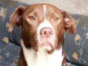 Cachorro raça Srd idade 3 anos nome Zay