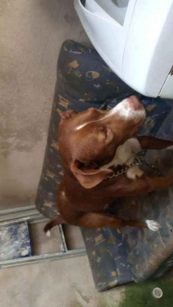 Cachorro raça Srd idade 3 anos nome Zay