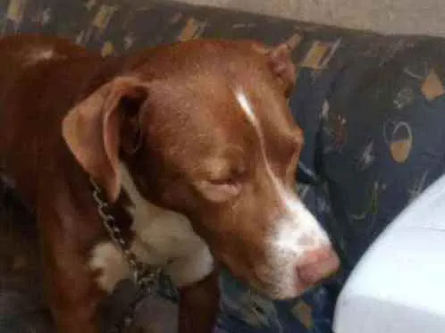 Cachorro raça Srd idade 3 anos nome Zay