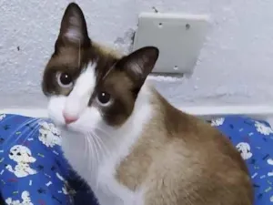 Gato raça SRD idade 1 ano nome KADU MIX