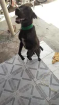 Pupi
