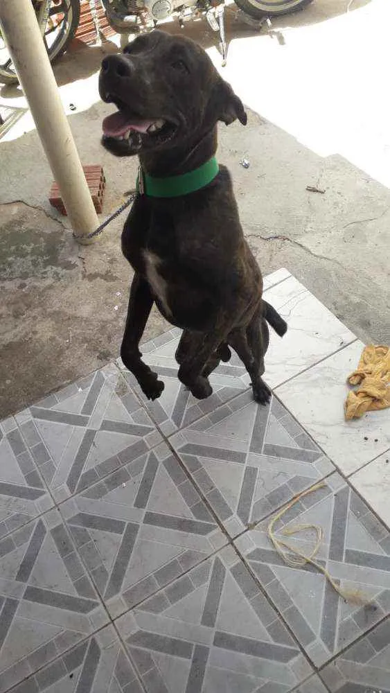 Cachorro ra a Vira lata mestiço  idade 7 a 11 meses nome Pupi