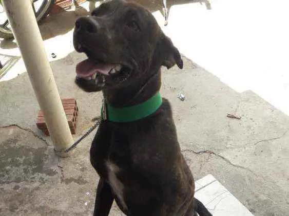 Cachorro ra a Vira lata mestiço  idade 7 a 11 meses nome Pupi