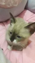 Mimi