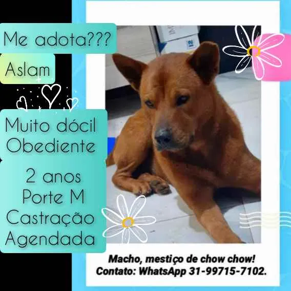 Cachorro raça SRD idade 2 anos nome Aslam