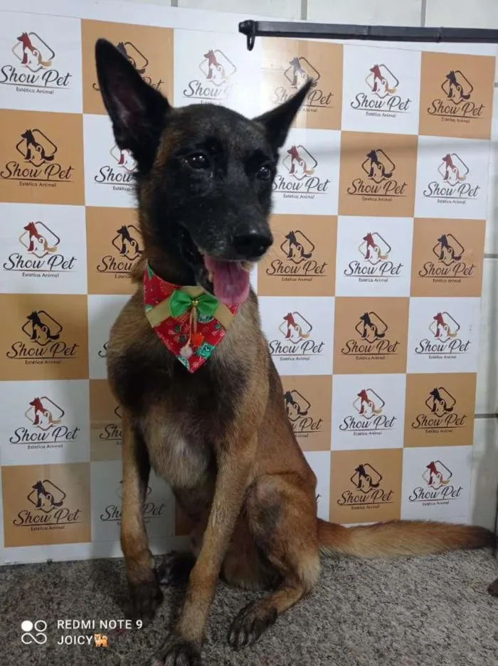 Cachorro raça pastor alemão capa preta idade 2 anos nome Wolverine