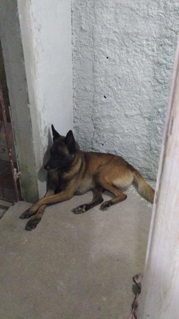 Cachorro raça pastor alemão capa preta idade 2 anos nome Wolverine