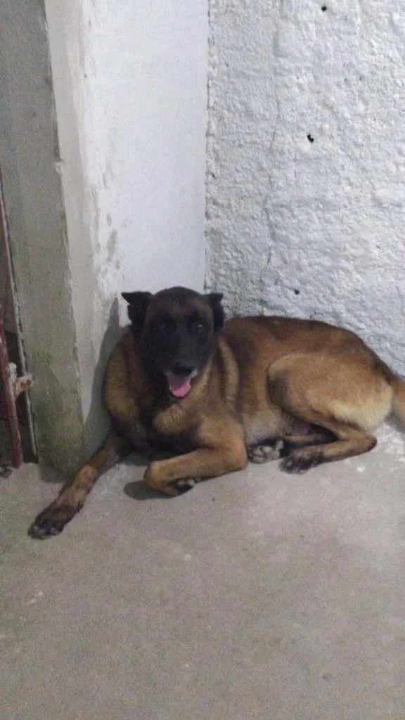 Cachorro raça pastor alemão capa preta idade 2 anos nome Wolverine