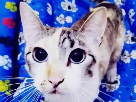 Gato raça  idade 1 ano nome ELEVEN MIX