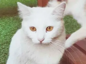 Gato raça SRD idade 1 ano nome EVA NEVE