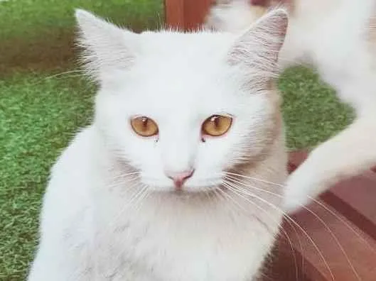 Gato raça SRD idade 1 ano nome EVA NEVE