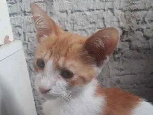 Gato raça Misturada  idade 2 a 6 meses nome Sol