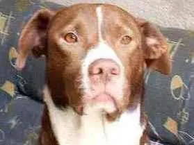 Cachorro raça Srd idade 3 anos nome Zay