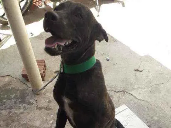 Cachorro ra a Vira lata mestiço  idade 7 a 11 meses nome Pupi