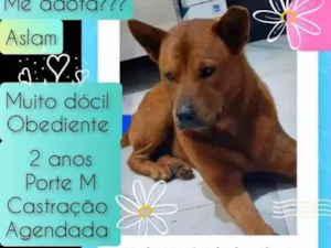 Cachorro raça SRD idade 2 anos nome Aslam