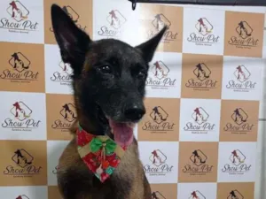Cachorro raça pastor alemão capa preta idade 2 anos nome Wolverine