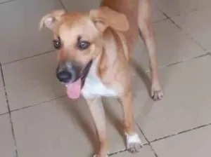 Cachorro raça srd idade 2 a 6 meses nome Hank