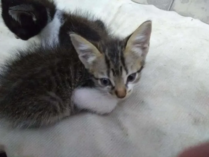 Gato ra a SRD-ViraLata idade Abaixo de 2 meses nome Marie