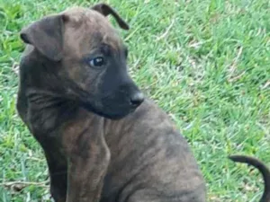 Cachorro raça Fila com amarelo brasileiro idade 2 a 6 meses nome Pantera