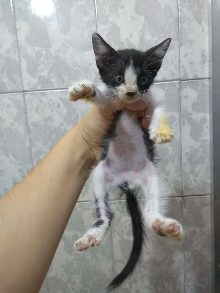 Gato ra a SRD-ViraLata idade Abaixo de 2 meses nome Toulouse