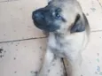 Lui