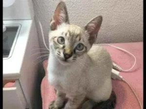 Gato raça Sem raça idade 7 a 11 meses nome Gabriel