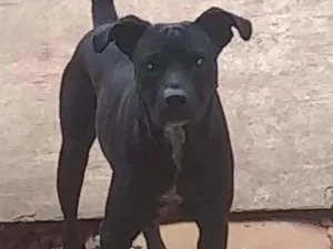 Cachorro raça Srd idade 1 ano nome Negao