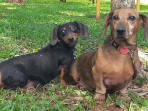 Cachorro raça Dauchund  idade 6 ou mais anos nome Bom bom e toquinho