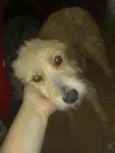 Pipoca