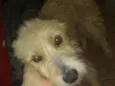 Pipoca