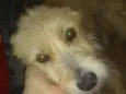 Pipoca