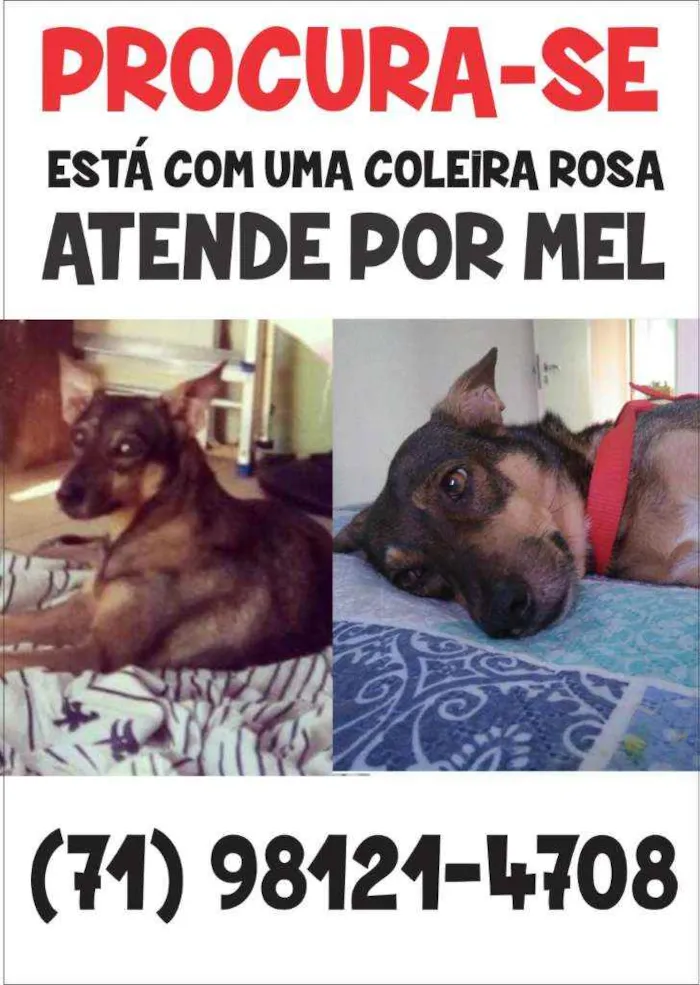 Cachorro ra a Sem raça definida idade 3 anos nome Mel