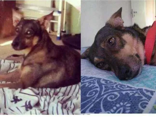 Cachorro ra a Sem raça definida idade 3 anos nome Mel