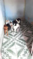 Cachorro raça SRD-ViraLata idade 7 a 11 meses nome URGENTE! 