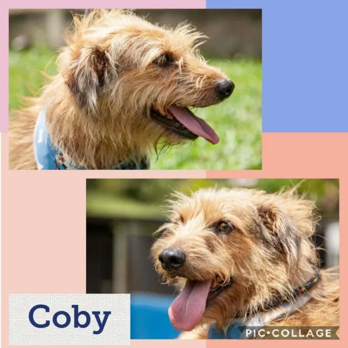 Cachorro ra a SRD idade 3 anos nome COBY!!!