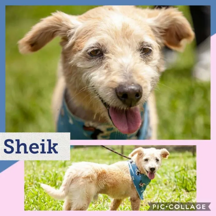 Cachorro ra a SRD idade 5 anos nome SHEIK