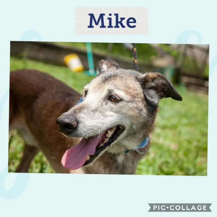 Cachorro ra a SRD idade 4 anos nome MIKE