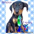 Cachorro raça Srd idade 2 a 6 meses nome Horácio 