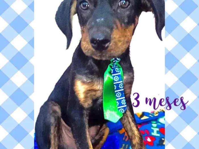 Cachorro raça Srd idade 2 a 6 meses nome Horácio 